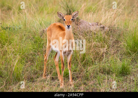 Ugandan kob (Kobus kob thomasi), Queen Elizabeth National Park; Western Region, Uganda Stock Photo