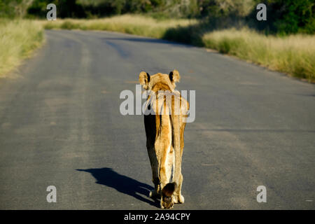 Lonely old and skinny african lioness walking on a tarmac road Stock Photo