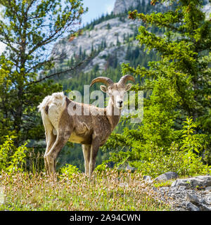 Rocky Mountain Sheep (Ovis c. canadensis) along the Bighorn Highway in Kananaskis Country, Peter Loughheed Provincial Park Stock Photo