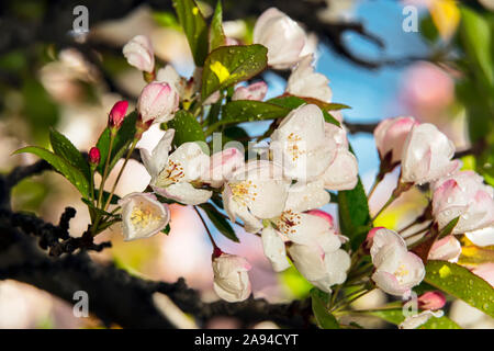 Tea Crabapple (Rosaceae), (Malus Hupehensis), New York Botanical Garden; Bronx, New York, United States of America Stock Photo