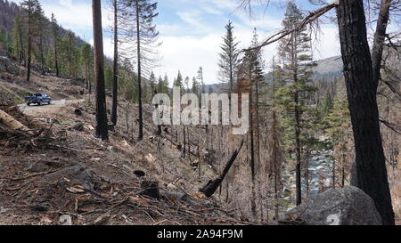 Aftermath of the Donnell Fire, one year later. Burnt forest trees in the Stanislaus National Forest near Dardanelle on Highway 108, California. Stock Photo