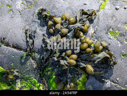Seaweed attached to a rock at the seaside; Northumberland, England Stock Photo