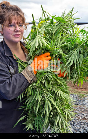 Bigfoot passing through Organic Hemp field 'Lifter' strain 'Cannabis  sativa', pm light Stock Photo - Alamy