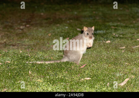 Rufous Beetong or Rufous Rat Kangaroo Stock Photo