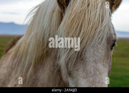 Portrait of Icelandic horse with long mane Stock Photo