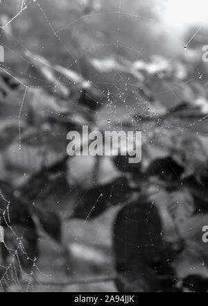 A large spiderweb that captured a collection of shining raindrops on a foggy day, with a background of shadowy leaves. Stock Photo