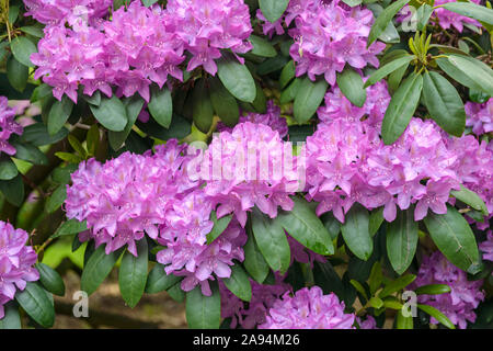 Rhododendron (Rhododendron 'Roseum Elegans') Stock Photo