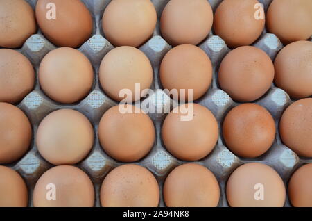 Close up of freshly collected brown eggs in a cardboard egg holder. Stock Photo