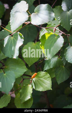 Background image of Kawakawa leaves and fruit (Piper excelsum) Stock Photo