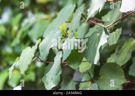 Background image of Kawakawa leaves (Piper excelsum) Stock Photo