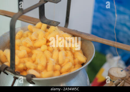 yellow silkworm cocoon shell for making thread producing Thai silk fabric textile Stock Photo