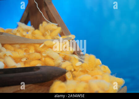 yellow silkworm cocoon shell for making thread producing Thai silk fabric textile Stock Photo