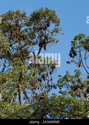 Fruit bats, also known as Cambodian flying foxes, hanging upside down while asleep in trees in the Royal Gardens of Siem Reap, Cambodia Stock Photo