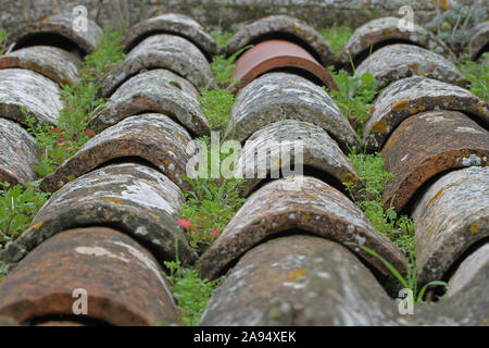 traditional rural Italian pantiled roof with moss and grass growing through the tiles and lichen the tiles were handmade in Le Marche region Italy Stock Photo