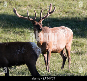 Male elk showing off its antlers in Yellowstone National Park (Wyoming). Stock Photo
