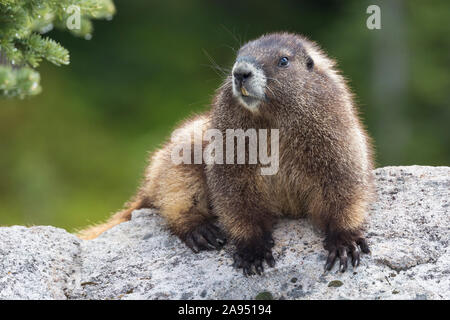 A wild marmot at Mount Rainier National Park in Washington. Stock Photo