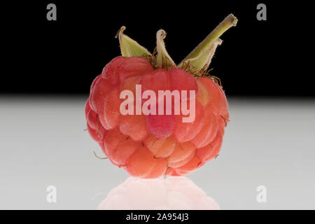 A single raspberry photographed in a studio setting on a white reflective surface with a black background Stock Photo
