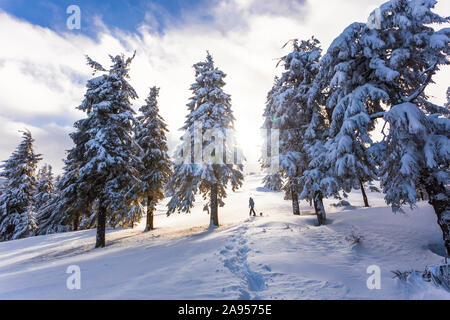 A woman walks along a snowy spruce in the winter forest. Stock Photo