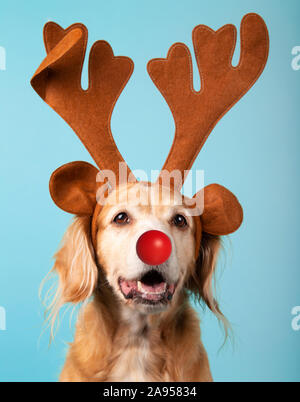 Mixed breed dog with brown reindeer antlers and red nose on blue background. Studio portrait. Christmas concept. Stock Photo