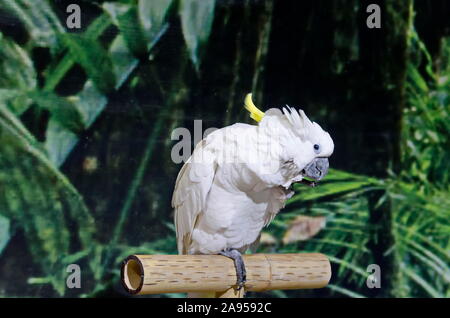 Curious white Cockatoo Parrot sitting on a branch in garden, Sofia, Bulgaria Stock Photo