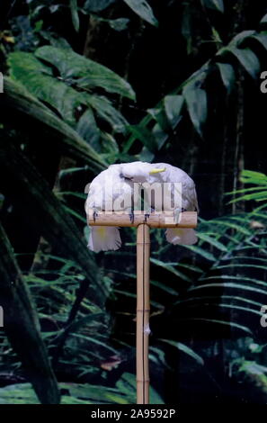 Two curious white Cockatoo Parrot sitting and they hug each other on a branch in garden, Sofia, Bulgaria Stock Photo