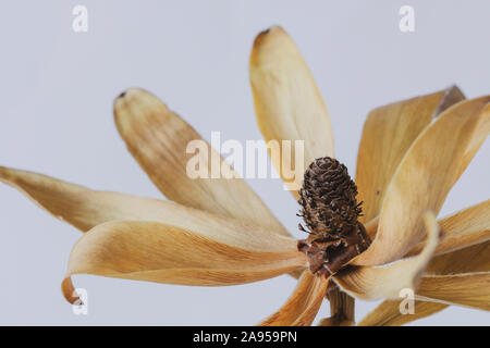 Macro image of a dried flower head against a white background Stock Photo