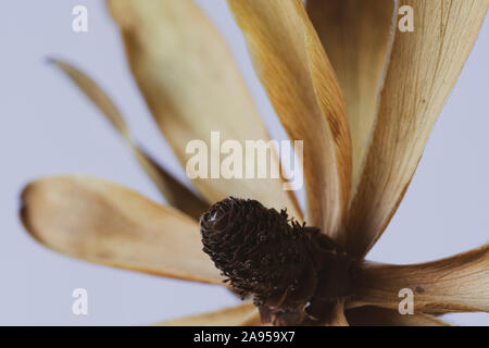 Macro image of a dried flower head against a white background Stock Photo