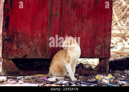 Homeless red and white cat on the street near trash can. Pet protection concept Stock Photo