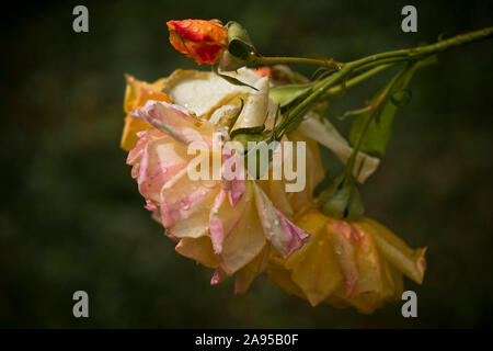 rain drops on pink roses Stock Photo