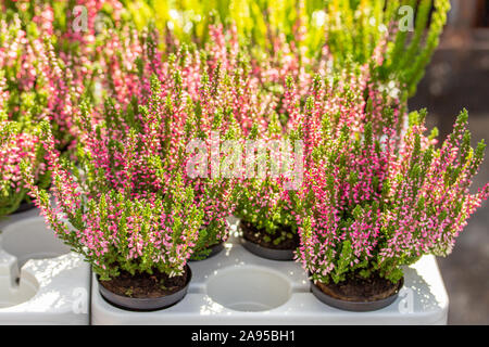 Blooming Heather Calluna in pots, pink green heather bush in a plastic container in a flower shop. Autumn flowering plant garden decoration, common he Stock Photo