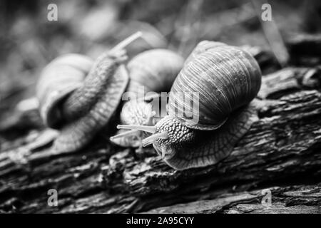 big snails crawling one on one in the studio Stock Photo