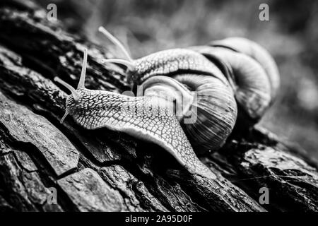 big snails crawling one on one in the studio Stock Photo