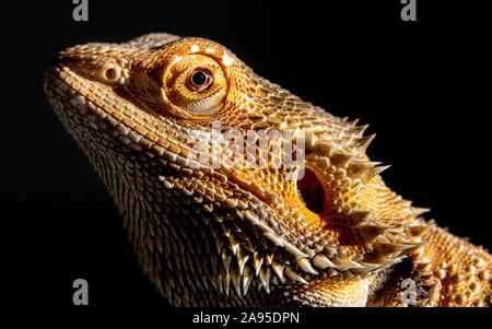 * A beaded dragon pet, aged around 6 months old. Photo focussed on the head of this reptile as it looks at the camera from a side view. Taken in Berks Stock Photo