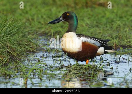 Northern Shoveler (Anas clypeata), drake standing on flooded meadow, Ochsenmoor, Lower Saxony, Germany Stock Photo