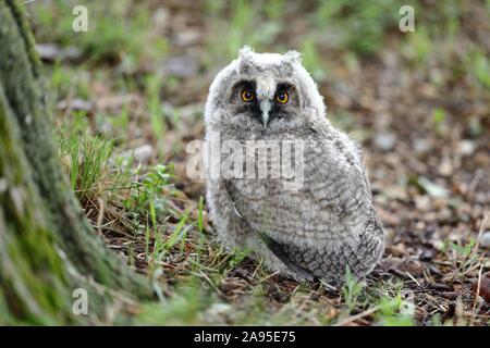 Long-eared owl (Asio otus) young bird sits on the ground, Burgenland, Austria