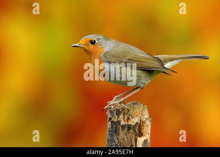 European robin (Erithacus rubecula) sitting on a tree stump, Wilden, North Rhine-Westphalia, Germany Stock Photo