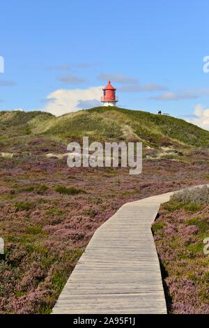 Wooden path in the dunes, covered with heather, lighthouse Norddorf in the back, Amrum, North Frisian Island, North Frisia, Schleswig-Holstein Stock Photo