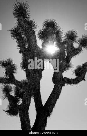 Joshua Tree National Park, California, USA Stock Photo