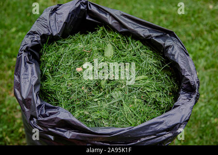 Mowing a household garden lawn with black bag of grass clippings. Grass cuttings in a black plastic bag on a newly trimmed lawn Stock Photo