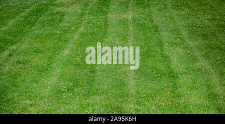 Mowing a household garden lawn with black bag of grass clippings. Grass cuttings in a black plastic bag on a newly trimmed lawn Stock Photo