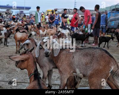 Morning market scene at the goat section of the Livestock Auction Market in Padre Garcia, Batangas, Philippines. May 03, 2019 Stock Photo