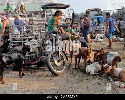 Morning market scene at the goat section of the Livestock Auction Market in Padre Garcia, Batangas, Philippines. May 03, 2019 Stock Photo