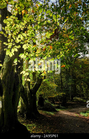 The leaves of a Beech Tree Fagus sylvatica backlit by sunlight in the ancient woodland of Draynes Wood in Cornwall. Stock Photo