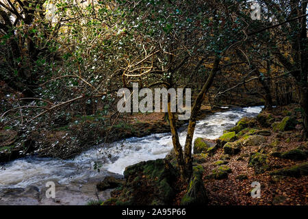 River Fowey at Golitha Falls in an autumnal Draynes Wood an ancient woodland in Cornwall. Stock Photo