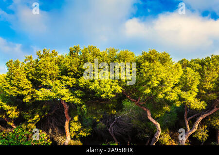 front view of green pine trees over d cloudy blue sky background Stock Photo
