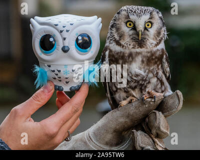 London, UK. 13th Nov, 2019. Owleez by Spin Master with a TengmalmsOwl - Toy Retailer's Association reveal the 2019 DreamToys list. Credit: Guy Bell/Alamy Live News Stock Photo