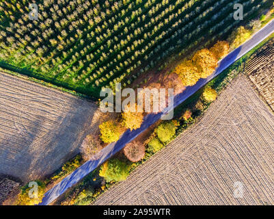 Aerial view of country road, autumn trees and ploughed fields, top down landscape