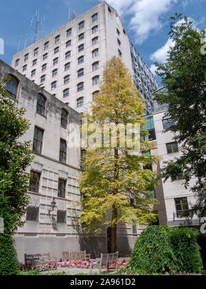 'Gold Rush' Dawn redwood (Metasequoia glyptostroboides) urban tree, St Aldermanbury Garden, City of London Stock Photo