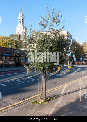 Newly planted Olive (Olea europaea) street tree, Greenwich, London SE10 Stock Photo