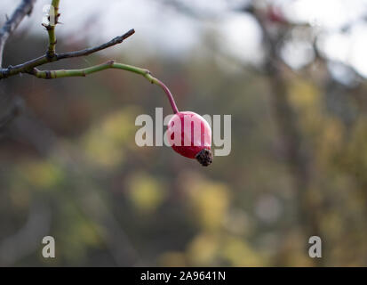 Close-up of a single wild red hip berry, hanging in the autumn sun, waiting to be plucked Stock Photo